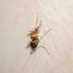 How to get rid of gnats in house